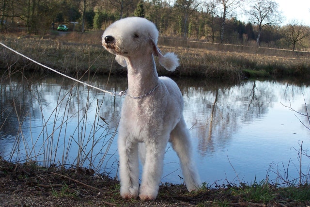 Airis Blue Volshebny Svet 09.02 (36).JPG